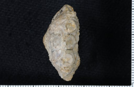 Marsipocrinus excavatus Springer