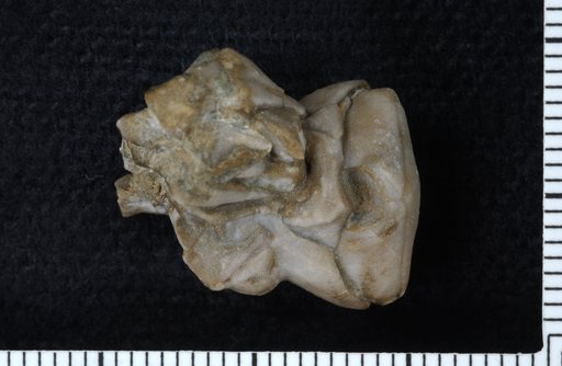 Halysiocrinus carinatus Springer