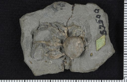 Cyathocrinus poterium Meek & Worthen