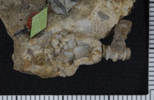 Poteriocrinus cylindricus Lyon