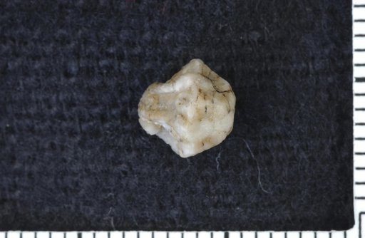Idiocrinus ventricosus Wachsmuth & Springer
