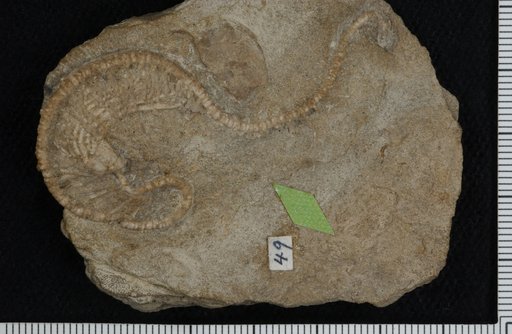 Camptocrinus multicirrus Springer