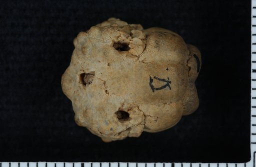 Talarocrinus inflatus Ulrich