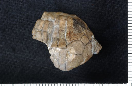 Lecanocrinus roemeri Schultze