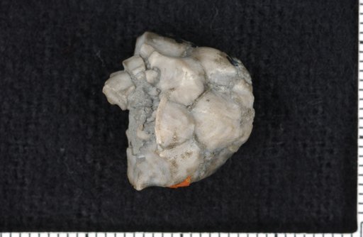Cyathocrinus benedicti Miller