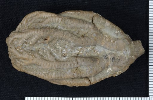 Onychocrinus ramulosus Lyon & Casseday