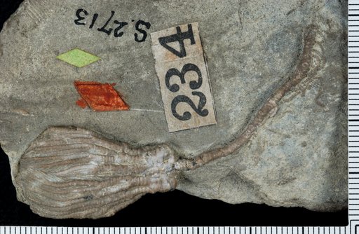 Pachylocrinus asperatus Worthen