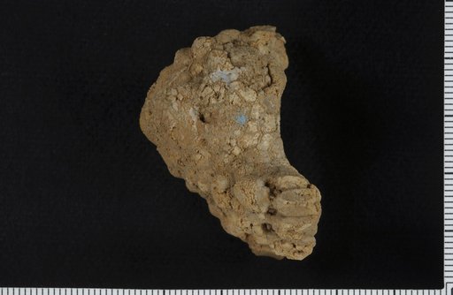 Agaricocrinus attenuata Wood
