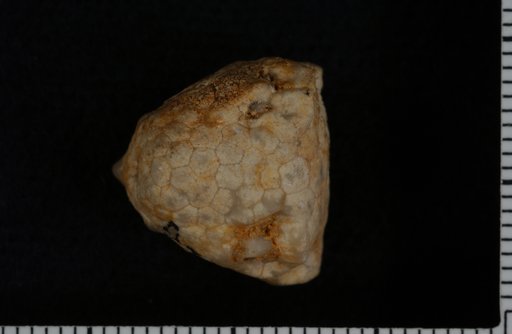Agaricocrinus inflatus Hall