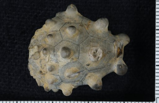 Melocrinus pentangularis Cleland