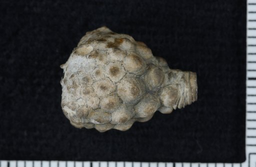 Melocrinus milwaukensis rotundus Weller