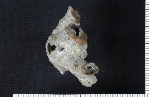 Tarantocrinus typus Webster & Lane