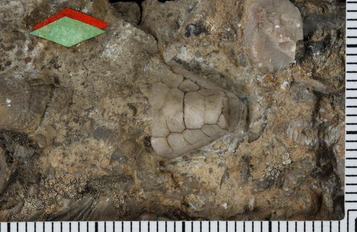 Ichthyocrinus conoideus Ringueberg