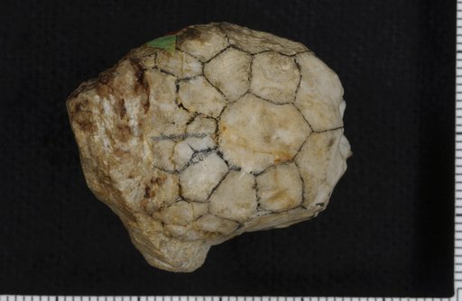 Clonocrinus occidentalis Springer