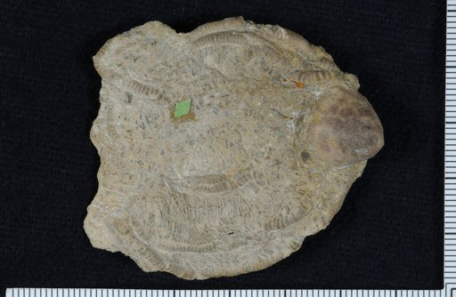 Dimerocrinus nodobasis Springer