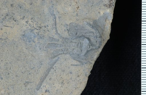 Scytalocrinus occiduus Webster