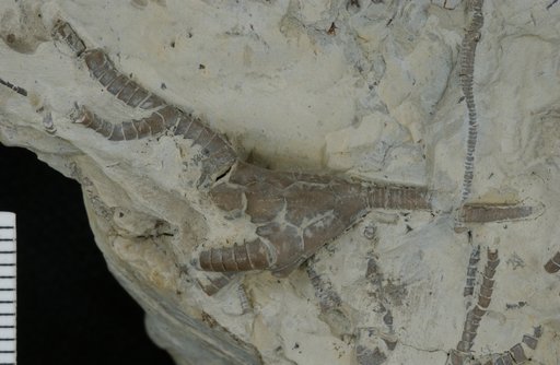 Dendrocrinus caduceus Hall