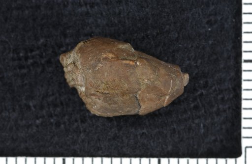Dichocrinus ficus Casseday & Lyon