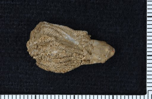 Dichocrinus huntsvillae Wachsmuth & Springer