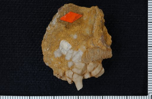 Forbesiocrinus spinifer Hall