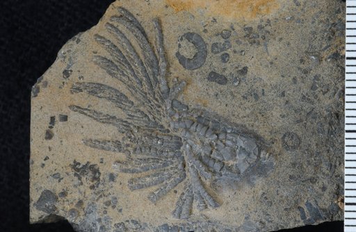 Paracosmetocrinus utriculus Webster
