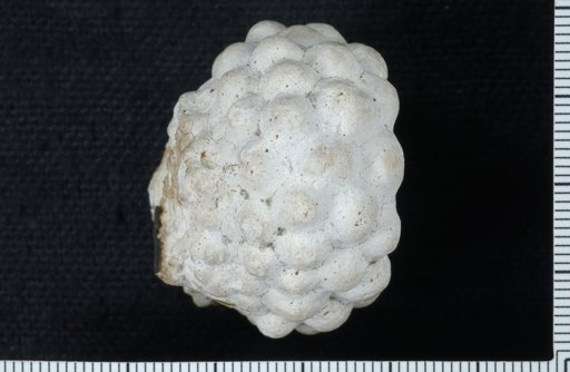 Rhodocrinus whitei Hall