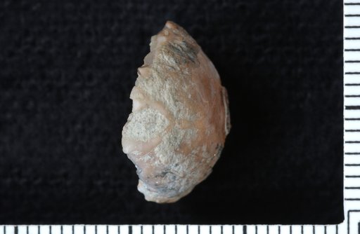 Kyreocrinus constellatus Ausich