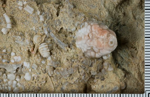 Phrygilocrinus batheri Ausich