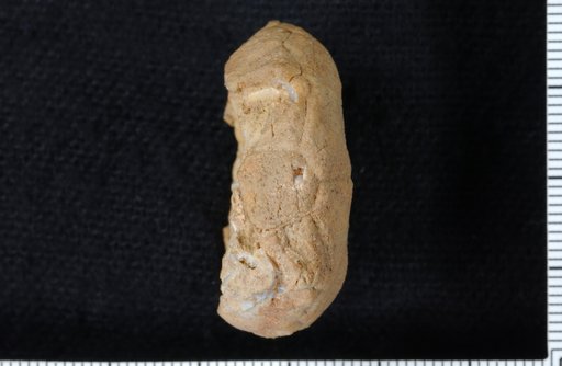 Marsipocrinus striatus Wood