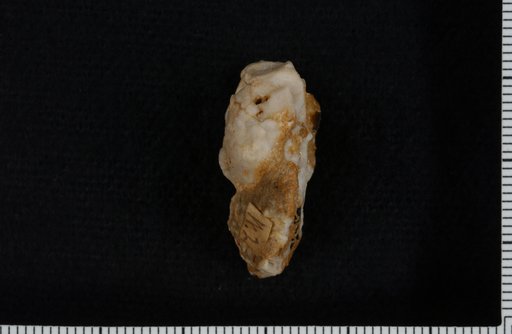 Agaricocrinus planoconvexus Hall
