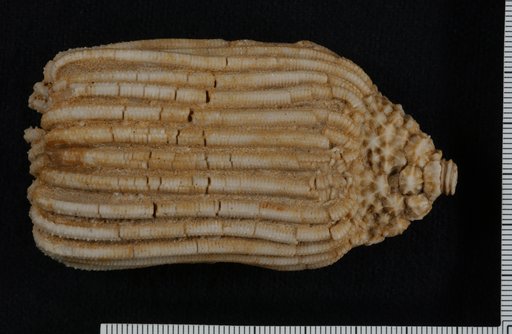 Cactocrinus denticulatus Wachsmuth & Springer