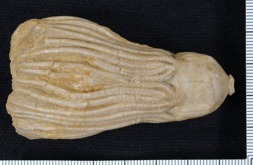 Platycrinus agassizi Wachsmuth & Springer
