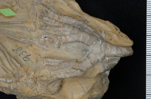 Eutaxocrinus montanensis Springer
