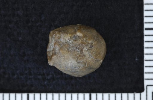 Lecythiocrinus olliculaeformis White