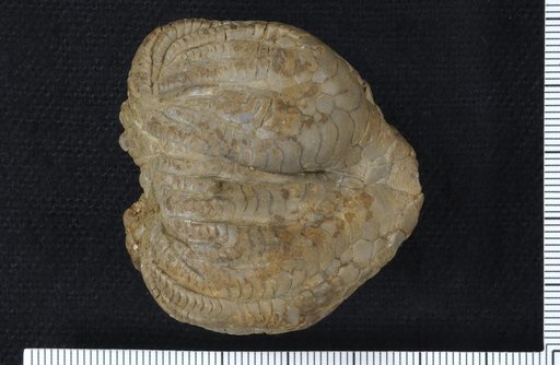 Forbesiocrinus multibrachiatus Lyon & Casseday