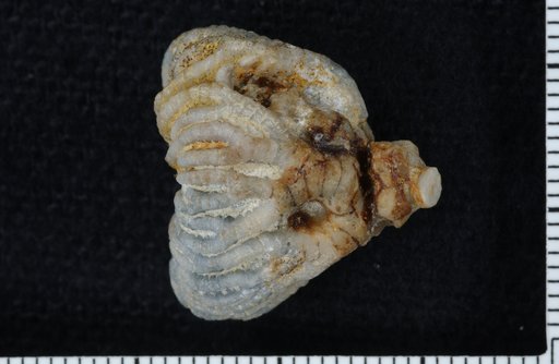Gnorimocrinus varians Springer