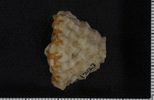 Actinocrinus reticulatus Hall