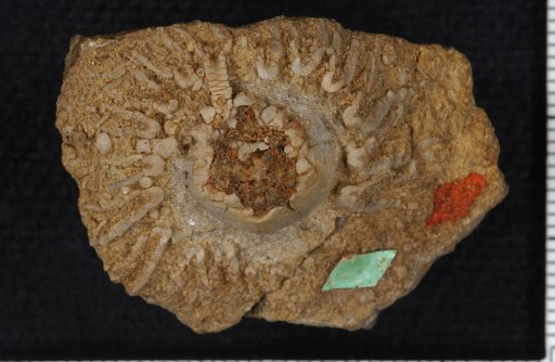 Hyrtanecrinus pentalobus (Casseday & Lyon)