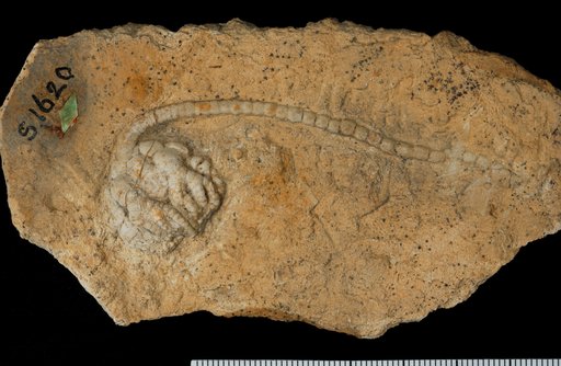Mespilocrinus chapmani Springer