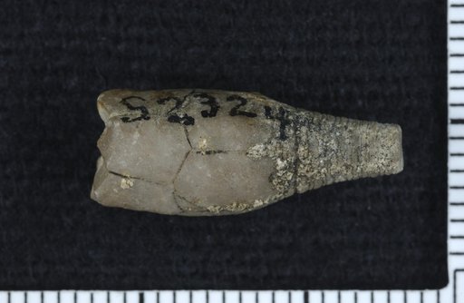 Thalamocrinus elongatus Springer