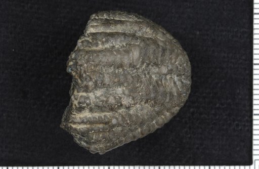 Clidochirus keyserensis Springer