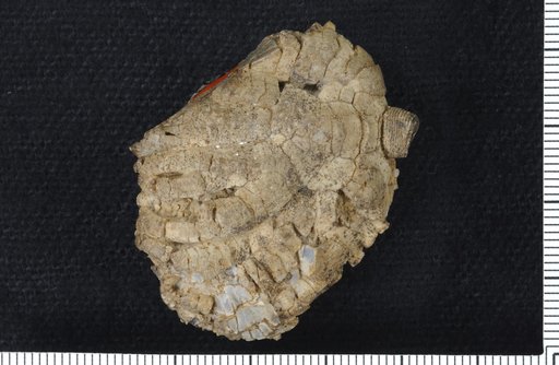 Euryocrinus tennesseensis Springer