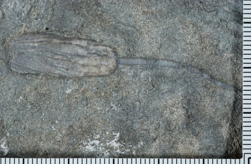 Worthenocrinus hardinensis Ausich Et Al