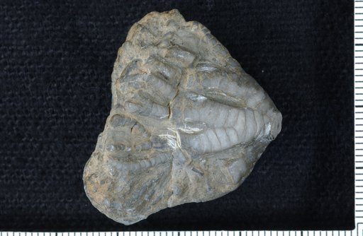 Paraclidochirus schultzi Webster & Fox