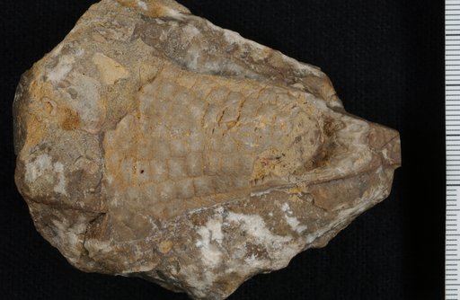 Cleiocrinus tessellatus Troost