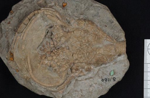 Actinocrinus magnificus Wachsmuth & Springer
