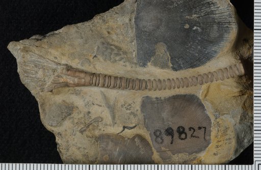 Atyphocrinus corryvillensis Ulrich