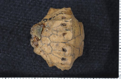 Pterotocrinus pyramidalis Lyon & Casseday