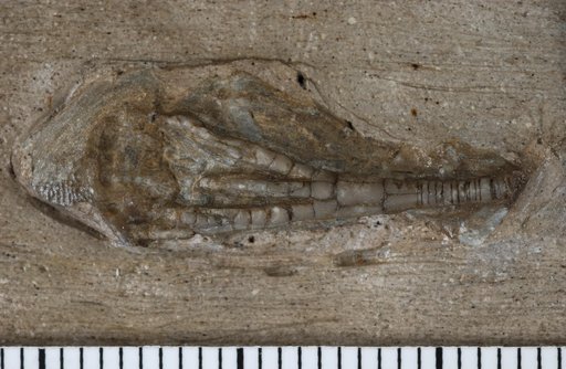 Pagecrinus gracilis Kirk