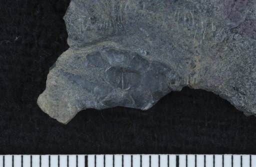 Apokryphocrinus wellsvillensis Webster
